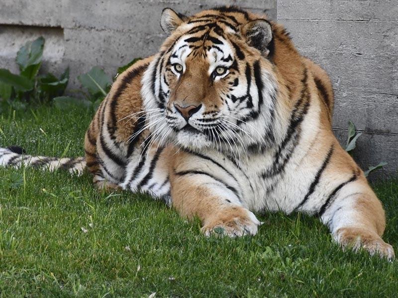 Escapa tigre siberiano de zoológico Quinta La Fauna en Reynosa, Tamaulipas